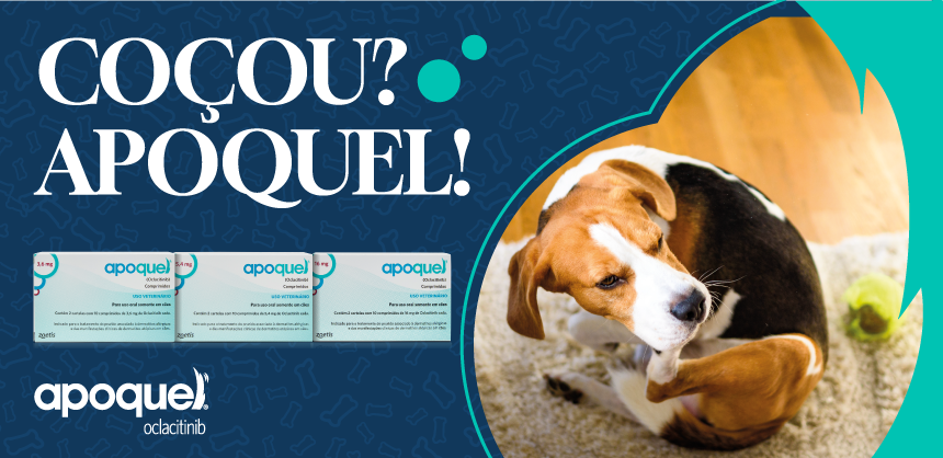 close de cachorro vira-lata