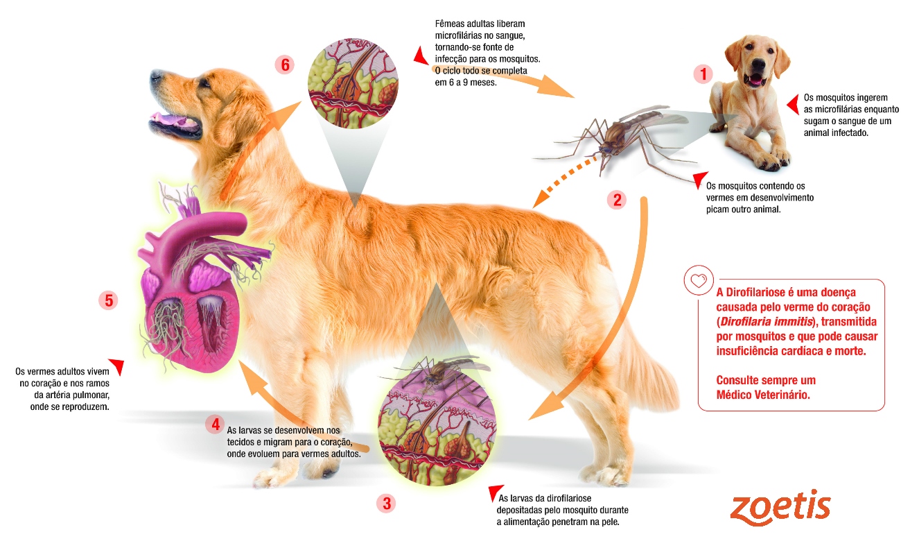 Ciclo De Vida Da Dirofilariose Ciclo De Vida Da Ordem Digenea Fonte: