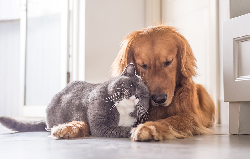 EM CÃES