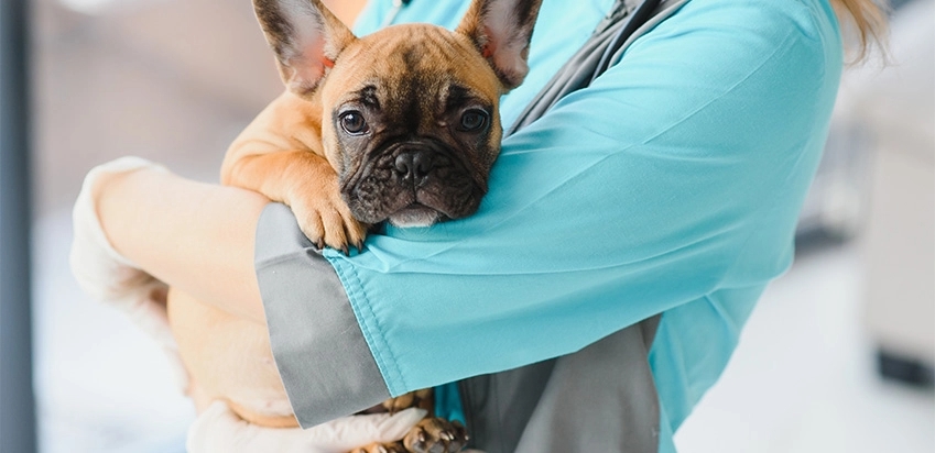 Cachorro pequeno triste no colo de veterinária
