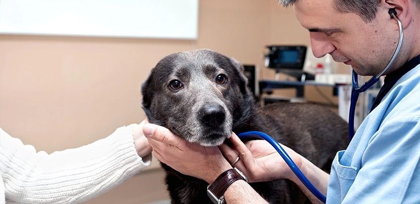 Cachorro vira-lata sendo examinado por veterinário