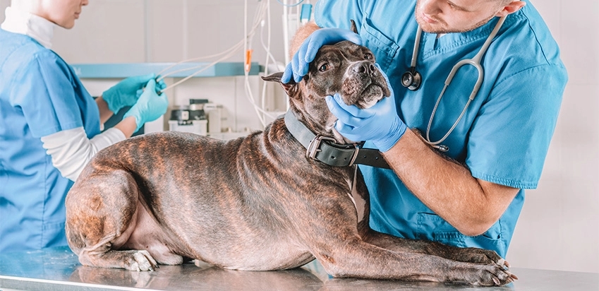 Cão de grande porte sendo avaliado por veterinário na clínica