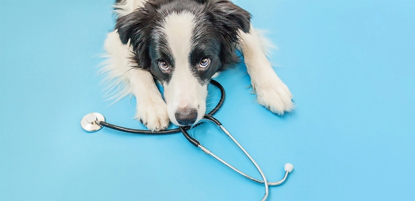 Cachorro deitado em cima de um entestocópio olhando pra cima