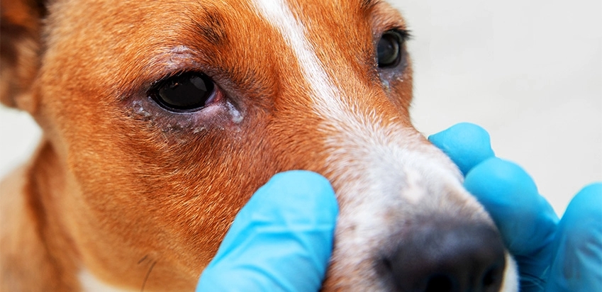 Cão com olho infeccionado sendo examinado por veterinário