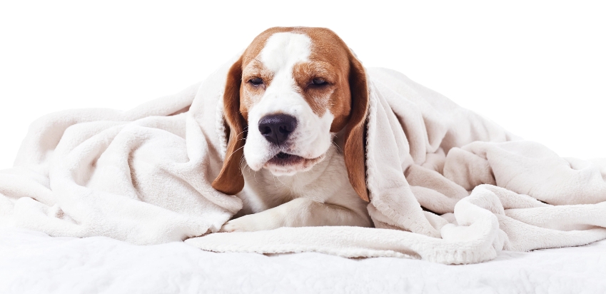 Cachorro encoberto com coberta doente