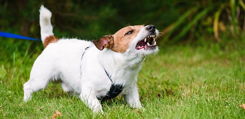 Pequeno cachorro branco nervoso