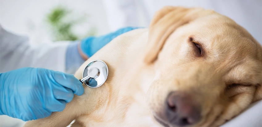 Cão labrador deitado sendo avaliado por veterinário