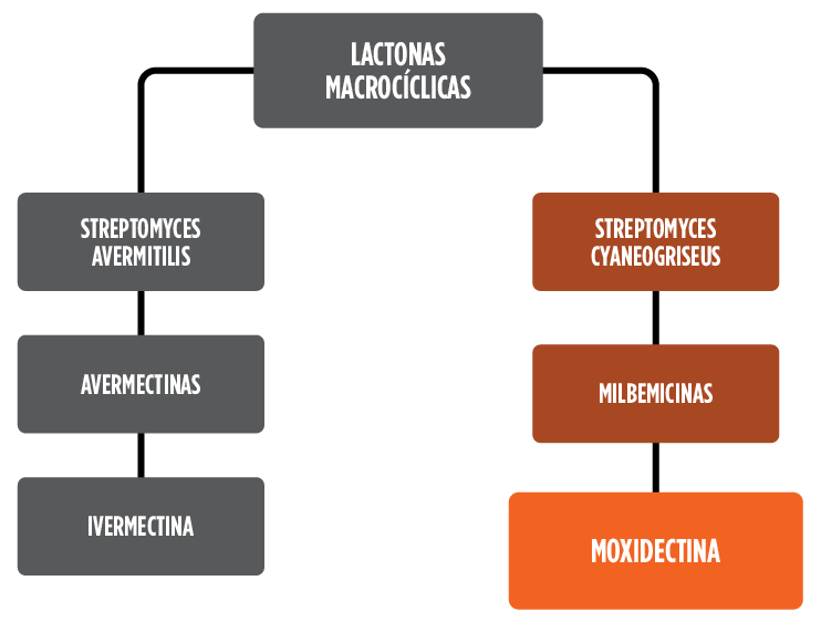 Invermectina vs Moxidectina comparativo