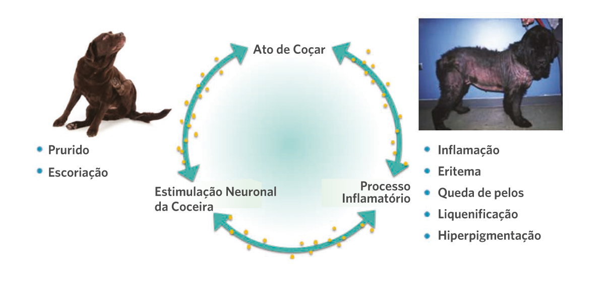 As citocinas, moléculas sintetizadas para fazer a comunicação entre as células