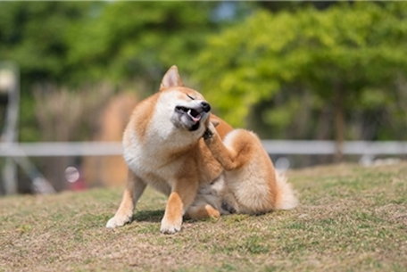 cachorro marrom se coçando