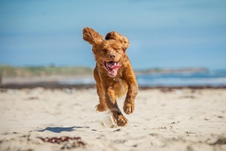 cachorro correndo na areia da praia
