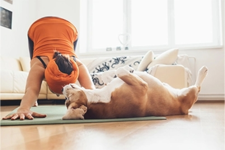 cachorro deitado de barriga pra cima