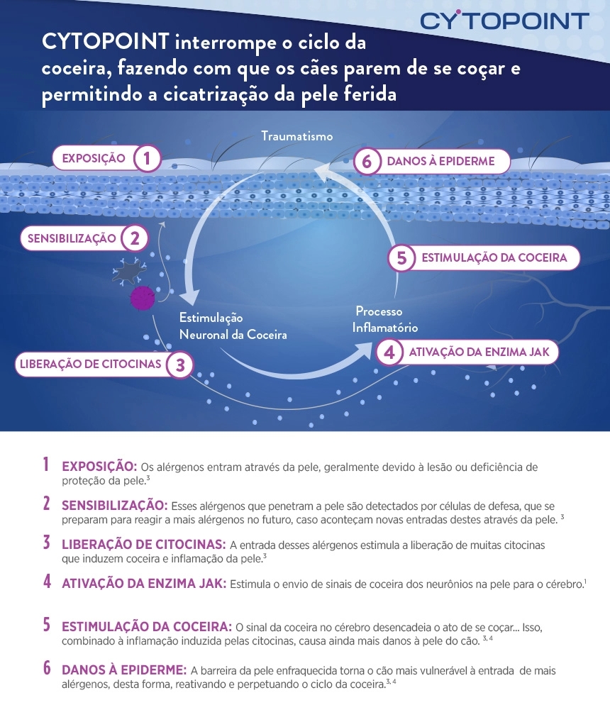 desenho ilustrativo informa sobre o ciclo da coceira