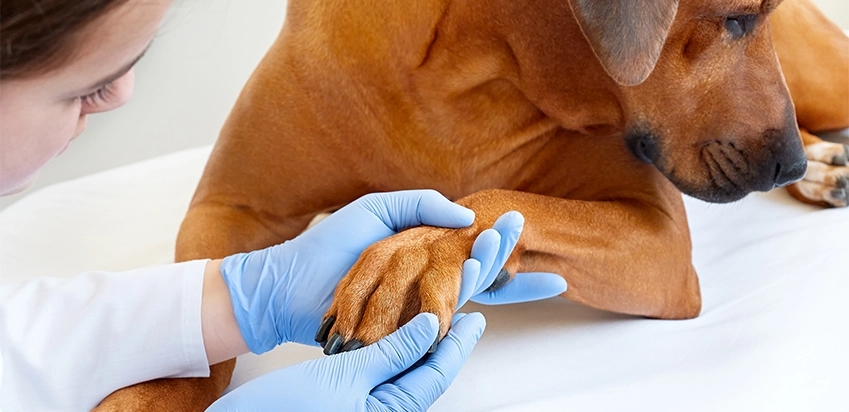 Dor aguda em cães