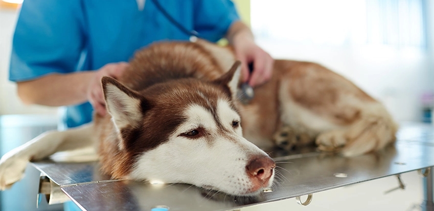 cachorro marrom triste sendo examinado por veterinário