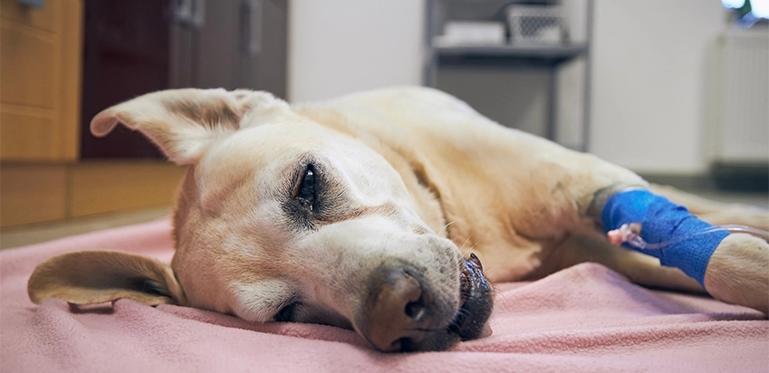 cachorro deitado tomando medicação pela pata