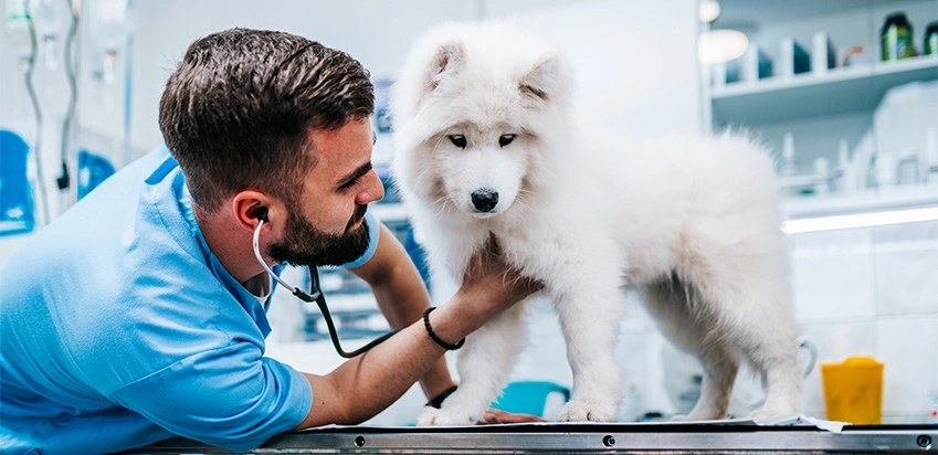 cachorro branco sendo examinado por veterinário