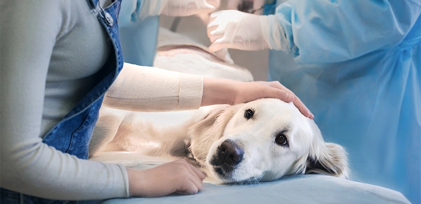 cachorro labrador deitado sendo examinado