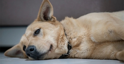 cachorro deitado triste