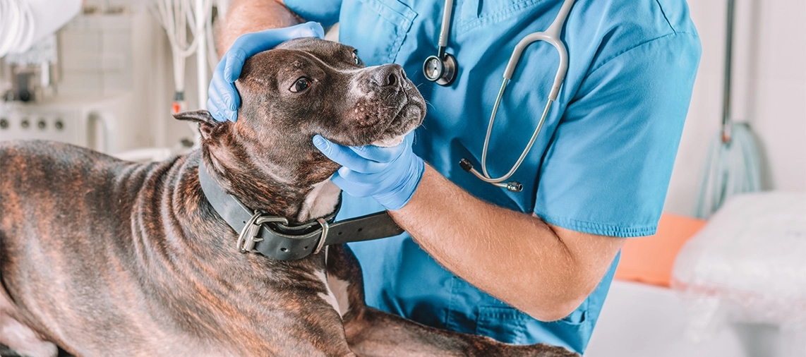 Ferramenta do Google leva animais para dentro de casa